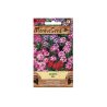 Verbena - mix (Verbena x hybrida)