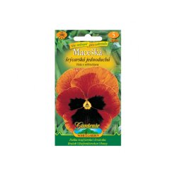 Stiefmütterchen orange mit Auge