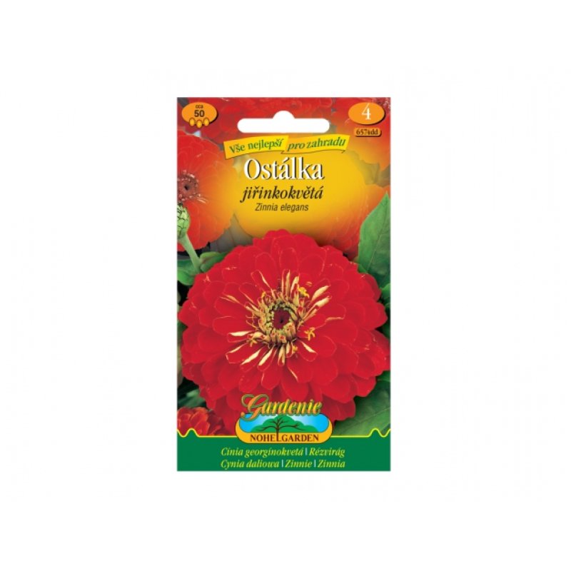 Zinnia elegans de flor de dalia, roja