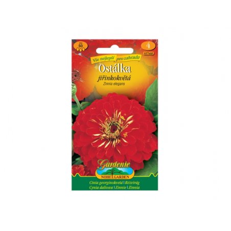 Zinnia elegans à fleurs de dahlia