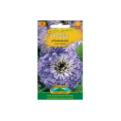 Zinnia elegans dahliaeflora - лилава