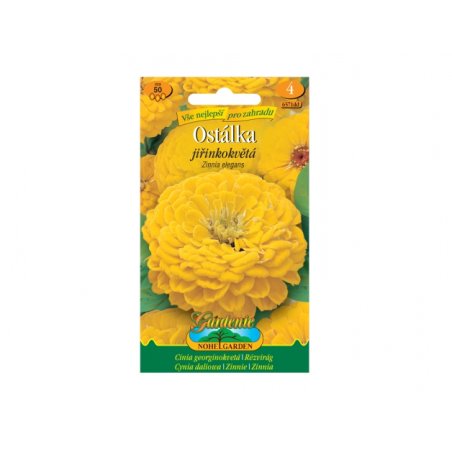 Zinnia el - zinnia amarilla
