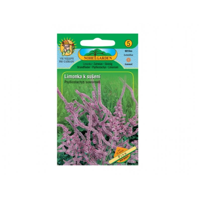 Samen Suworows Strandflieder zum Trocknen, rosa