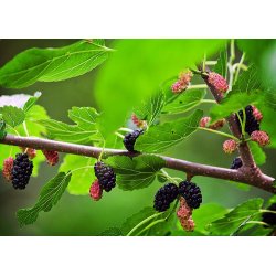 Gelso nero (Morus nigra)  7 semi