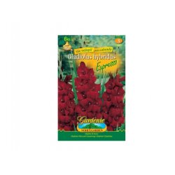 Gladiolus ESPRESSO 6 st