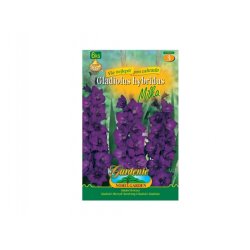 Gladiolus MILKA 6pcs