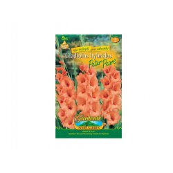 Gladiole PETER P. 8 Stk.