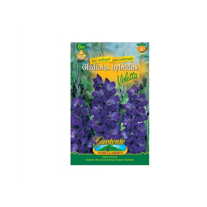 Gladiole VIOLETTA 6 Stk.