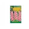 Gladiole WINE ROSES 6 Stk.