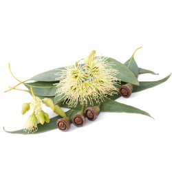 Sitruuna-eukalyptus (Eucalyptus citriodora) 7 siementä