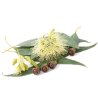 Eucalyptus citronné (Eucalyptus citriodora) 7 graines