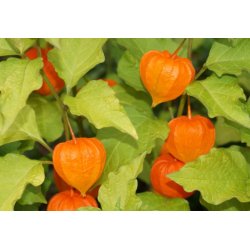 Physalis peruviana (Peruanische Blasenkirsche) 6 Samen