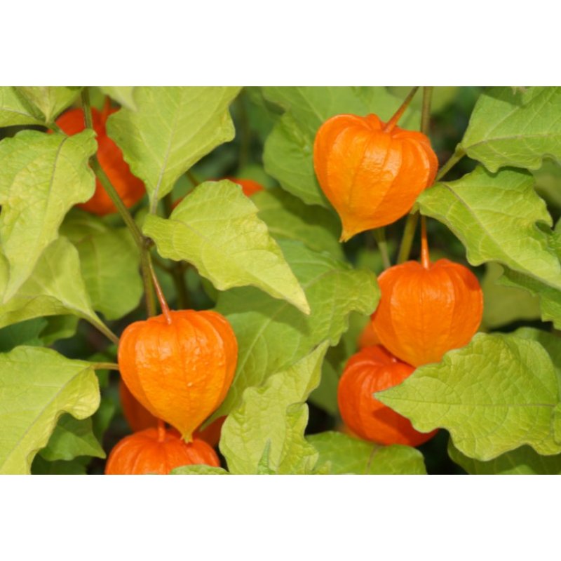 Aguaymanto peruano (Physalis peruviana) 6 semillas