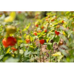 Фізаліс перуанський (Physalis peruviana) 6 насінин