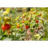 Alkékenge du Pérou (Physalis peruviana) 6 graines