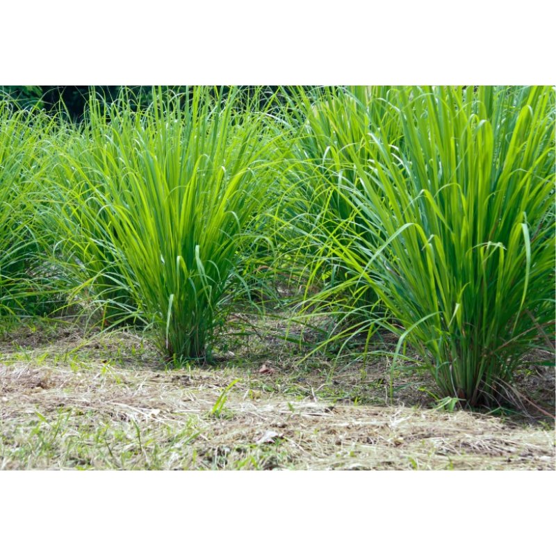 Citrongräs (Cymbopogon flexuosus) 20 frön