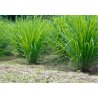 Zitronengras (Cymbopogon flexuosus) 20 Samen