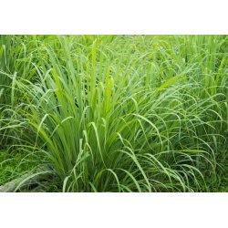 Citronnelle (Cymbopogon flexuosus) 20 graines