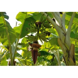 Banánovník Yunna (Musa yunnanensis) 5 semen