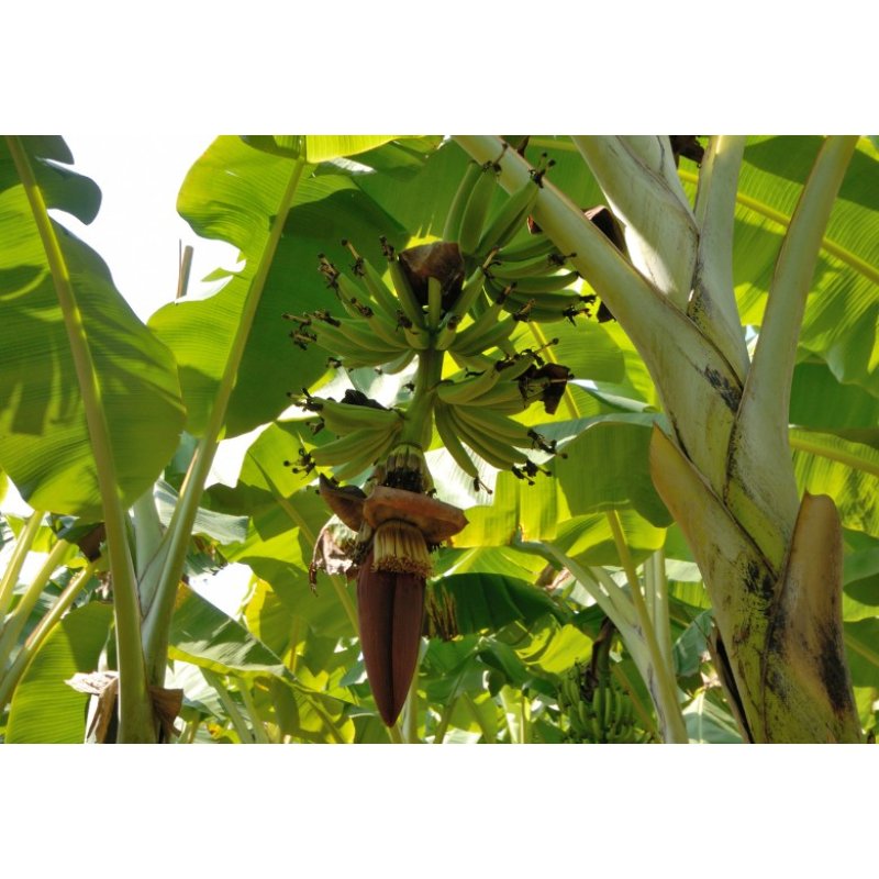 Bananovo stablo Yunna (Musa yunnanensis) 5 sjemenki
