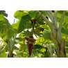 Banano Yunnan (Musa yunnanensis) 5 semi