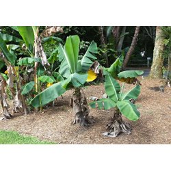 Bananenboom Yunna (Musa yunnanensis) 5 zaden