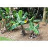 Bananenboom Yunna (Musa yunnanensis) 5 zaden