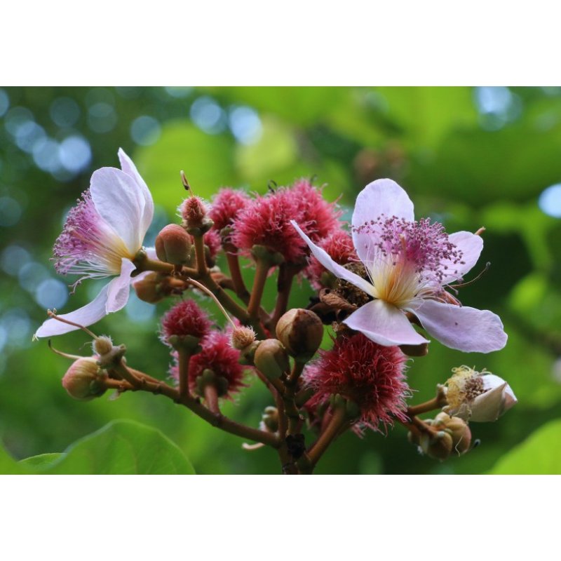 Orleanó (Bixa orellana) 5 mag
