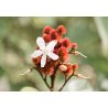 Achiote (Bixa orellana) 5 semillas