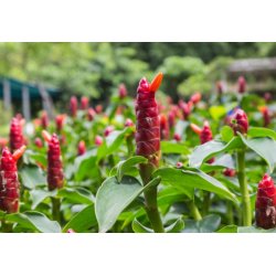 Zenzero ornamentale (Zingiber clarkeii) 5 semi