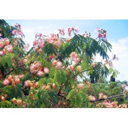 Acacia persan Albizzia (Albizia julibrissin) 2 graines
