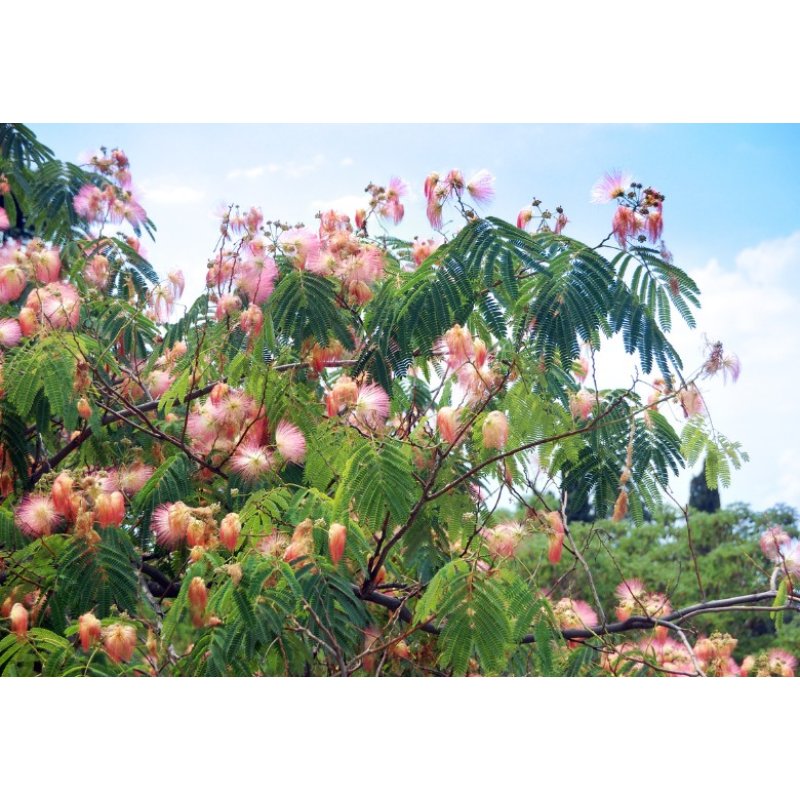 Acacia persiana Albízia (Albizia julibrissin) 2 semi