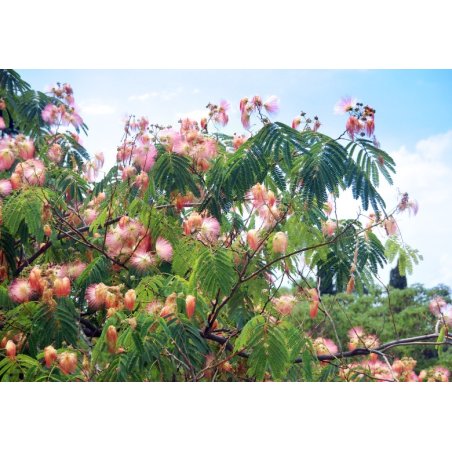 Acacia persan Albizzia (Albizia julibrissin) 2 graines