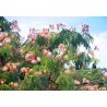 Selyemakác (Albizia julibrissin) 2 mag