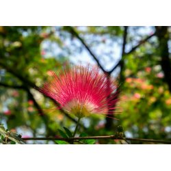 Acacia persiana Albízia (Albizia julibrissin) 2 semi