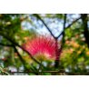 Acacia persan Albizzia (Albizia julibrissin) 2 graines
