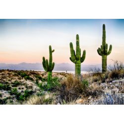 Saguaro (Carnegiea gigantea) 5 semillas