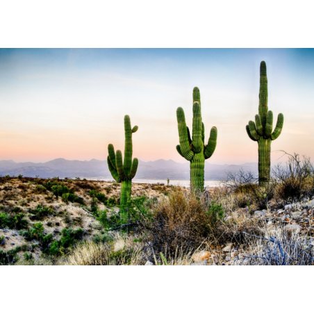 Saguaro (Carnegiea gigantea) 5 nasion
