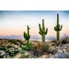 Saguaro (Carnegiea gigantea) 5 semien