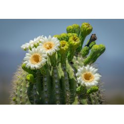 Saguaro (Carnegiea gigantea) 5 semi