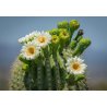 Saguaro (Carnegiea gigantea) 5 zaden