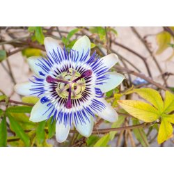 Passiflore bleue (Passiflora caerulea) 5 graines