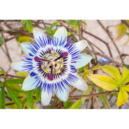 Passiebloem blauw (Passiflora caerulea) 5 zaden