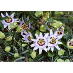 Mučenka modrá (Passiflora caerulea) 5 semen