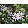 Passiflore bleue (Passiflora caerulea) 5 graines