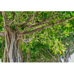 Figuier banian (Ficus benghalensis) 5 graines