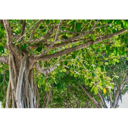 Figuier banian (Ficus benghalensis) 5 graines