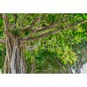 Banyan-Feigenbaum (Ficus benghalensis) 5 Samen