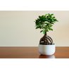 Bengaalse vijgenboom (Ficus benghalensis) 5 zaden