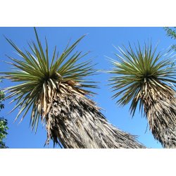Yuca de Thompson (Yucca thompsoniana) 10 semillas